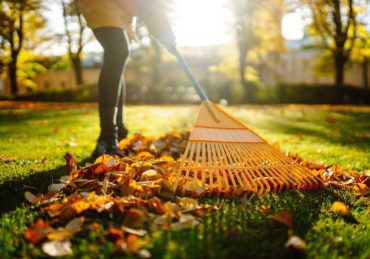 Pile of fallen leaves is collected with a rake on the lawn in the park. Seasonal gardening.