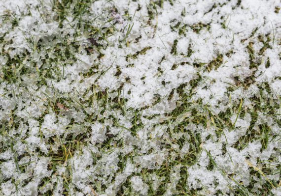 Snow covered green lawn background