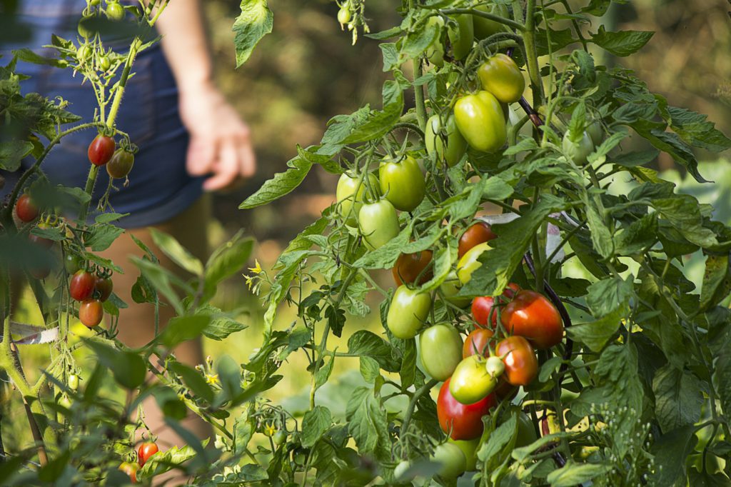 Tomatoes on the bush