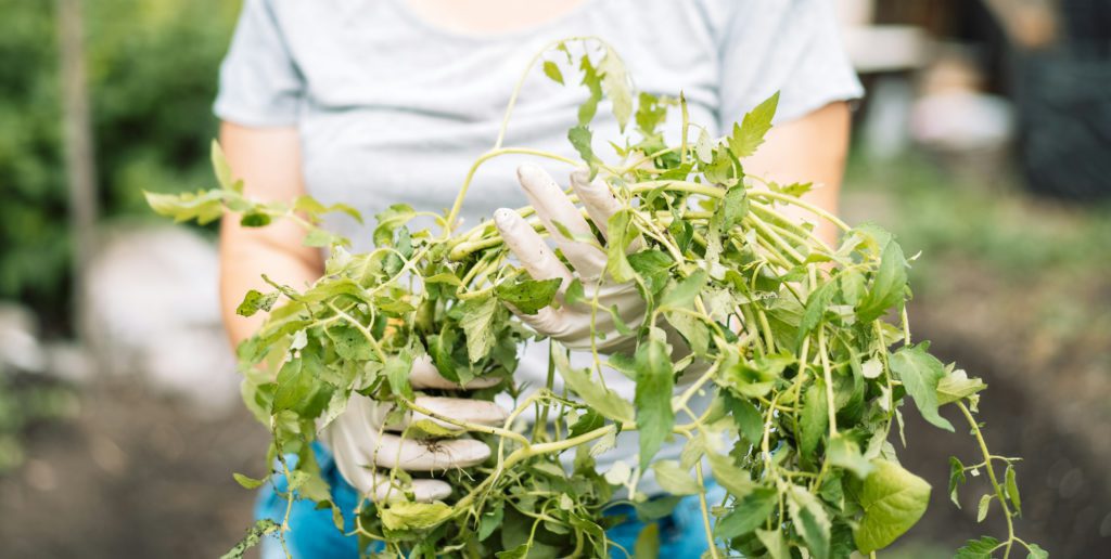 Woman holding up weeds in her hands. Weeding the garden from pests