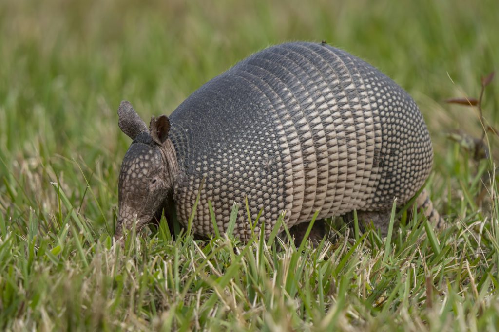 a armadilla walking through tall grass with its paws in the air