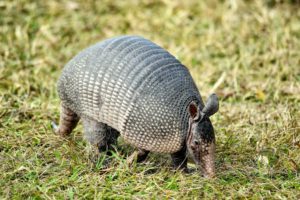 Closeup shot of an Armadillos in Florida, USA