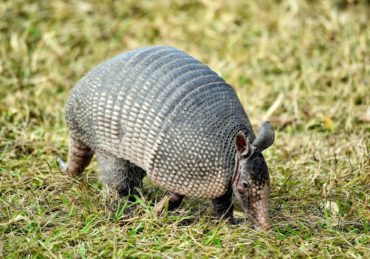 Closeup shot of an Armadillos in Florida, USA