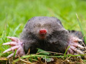 European Mole Head