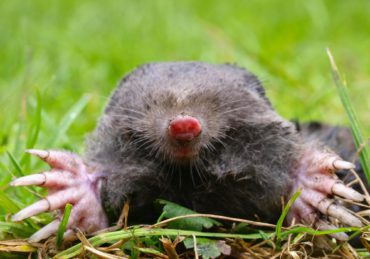 European Mole Head