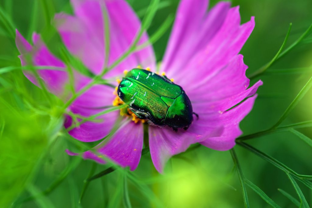 Green june bug on purple flower close up