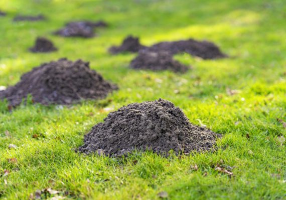 Lawn in the garden with mole hills