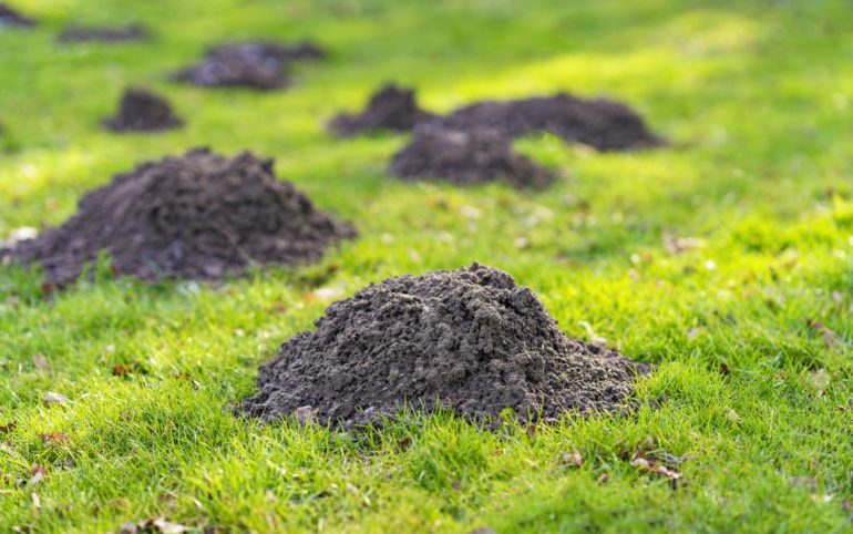 Lawn in the garden with mole hills