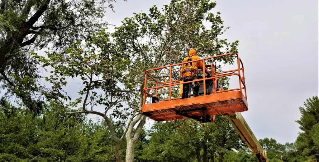 Life in the Suburbs! Tree trimmer keeping the trees manicured.