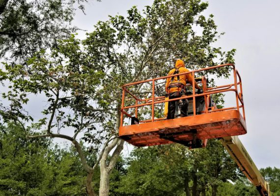 Life in the Suburbs! Tree trimmer keeping the trees manicured.
