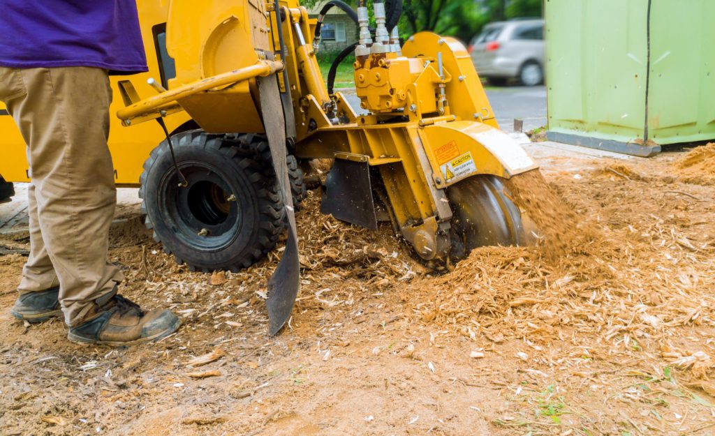 Man cuts a fallen tree stump grinder in action