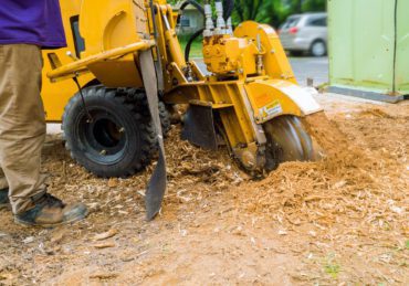 Man cuts a fallen tree stump grinder in action