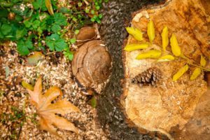 Old tree Stump in the autumn Park , Forest.