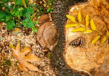 Old tree Stump in the autumn Park , Forest.