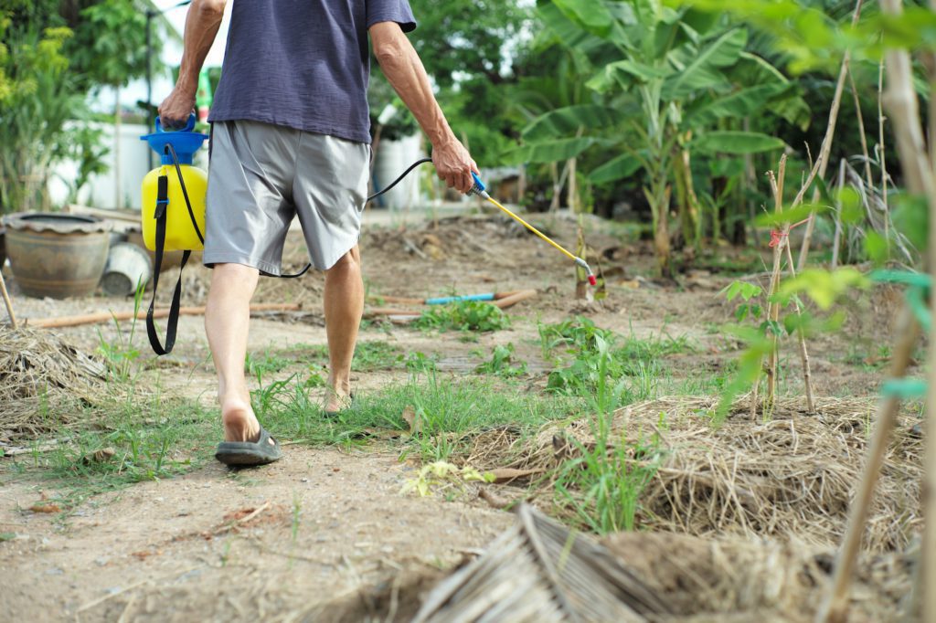 Rear view of male gardener in casual dress spraying the insecticide and chemical for eliminating the