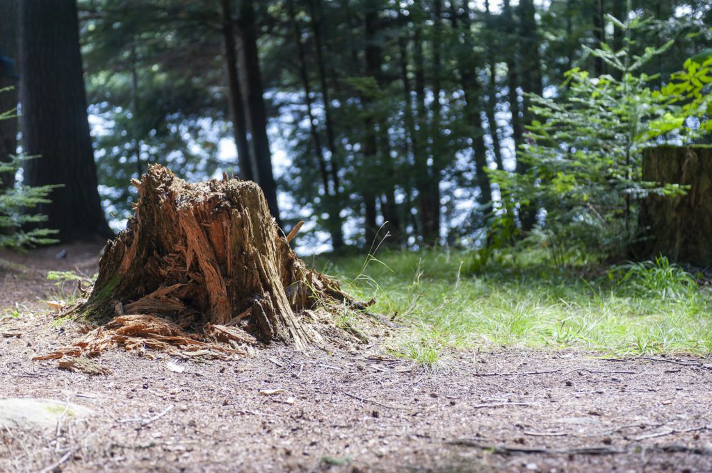 Shot of a rotted tree stump