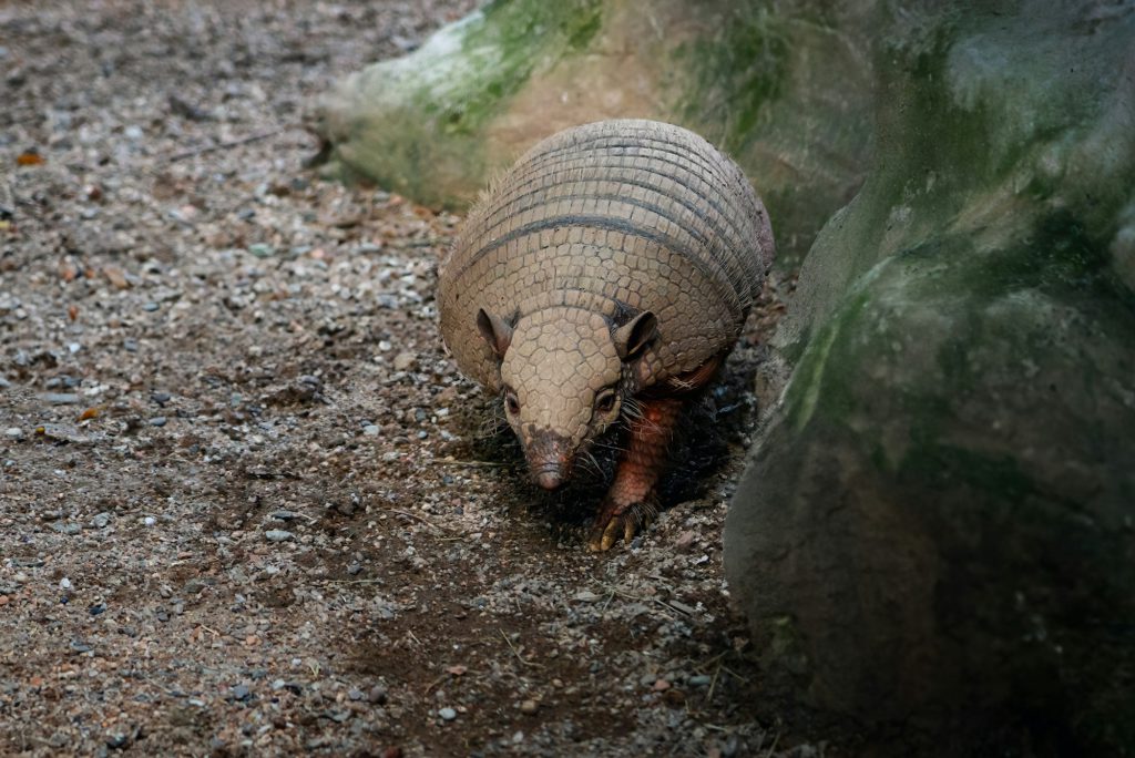 Six-banded Armadillo (Euphractus sexcinctus) or Yellow Armadillo