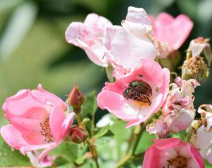 Two Japanese Beetles mating while sitting on a rose flower in a garden