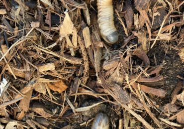 White grubs Eat the organic matter In the landscaped garden of mulch