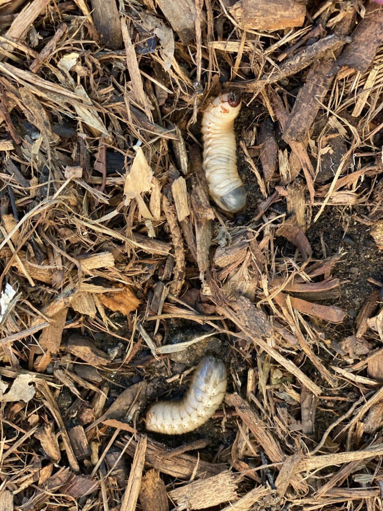 White grubs Eat the organic matter In the landscaped garden of mulch