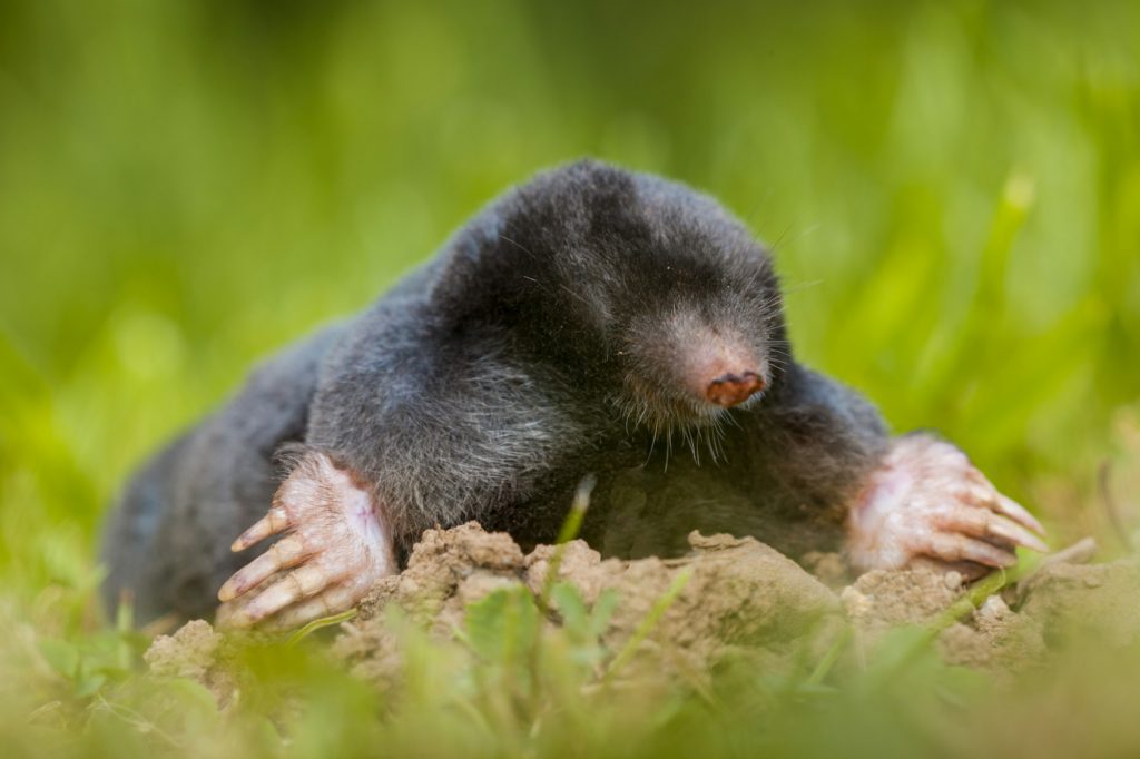 Wild Mole (Talpa europaea) in Natural Habitat