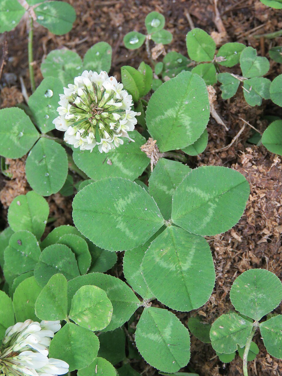 Types of Weeds in Lawn and How to Remove Them Permanently