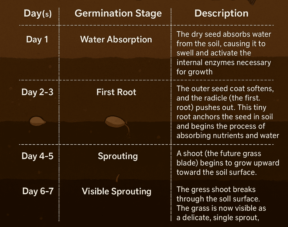 Grass Seed Germination - LawnGuru Blog