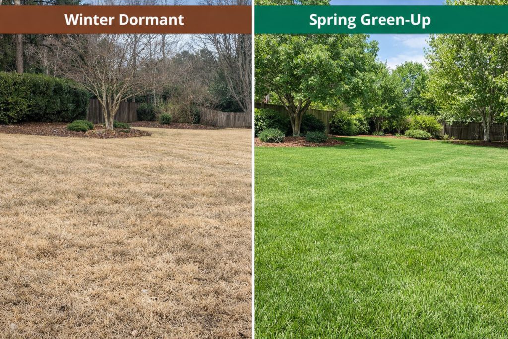 Winter Dormant and Spring Green-Up