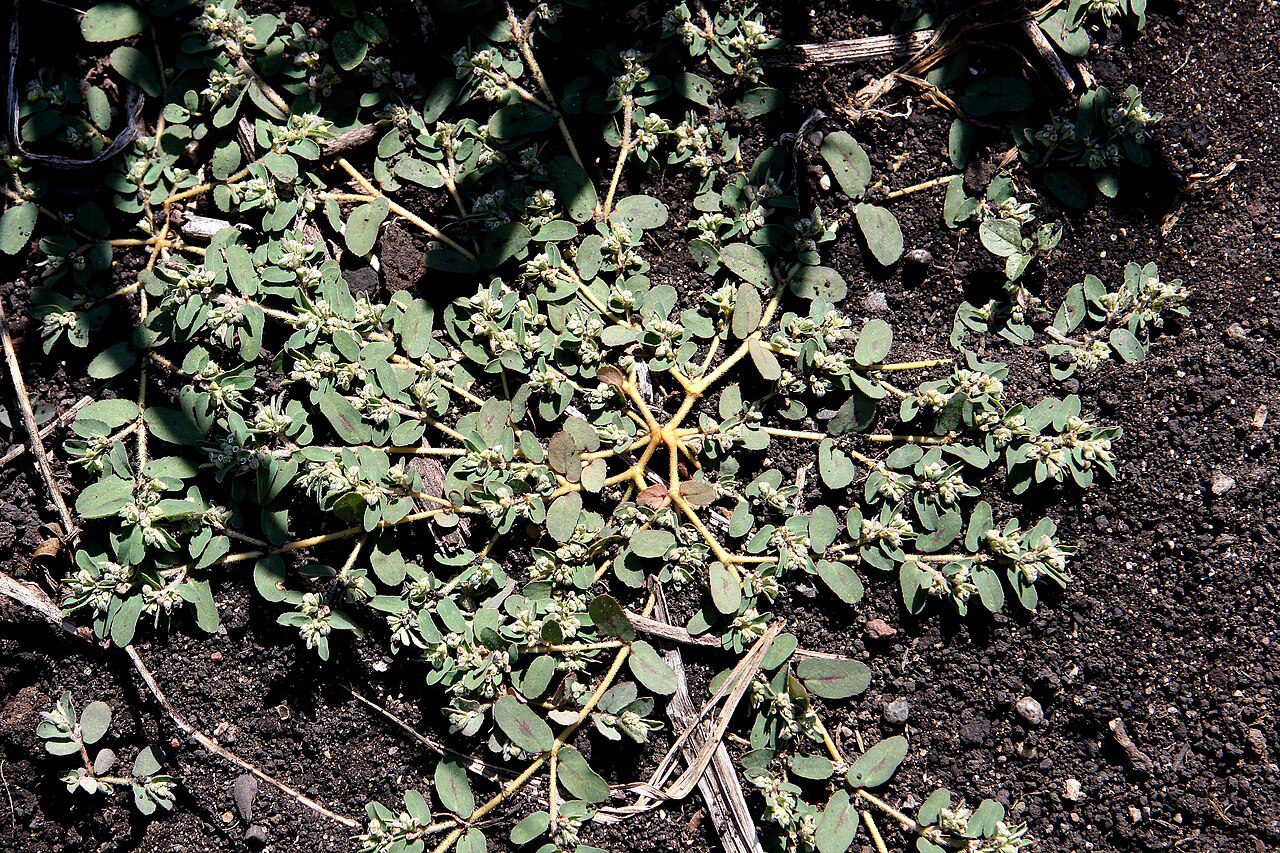 How Do You Identify and Control Broadleaf Weeds? - LawnGuru Blog